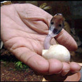 baby hatching snake in hand - Copy.jpg