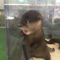 baby_otter.jpg
