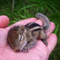 baby_squirrel.jpg