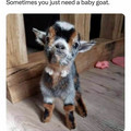 colorful goat.jpg
