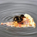 duck pizza.jpg