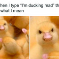 ducking mad.jpg