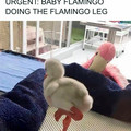 flamingo.jpg
