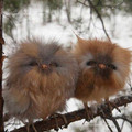 fluffy_baby_owls.jpg