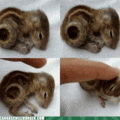 funny-animal-gifs-teeny-tiny-itsy-bitsy-cute-thing.gif