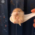 gerbil.jpg