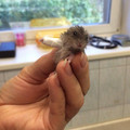 hamster_with_cast.jpg
