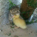 kitten and chick.jpg
