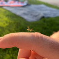 praying mantis.jpg