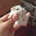 small_mouse.jpg