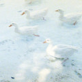 677d15d325cfe_T8gUKcI__880.jpg