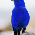 Bvf1lwtgGhf-png_700.jpg