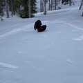 Mountain capercaillie bird approaches a skier.mp4