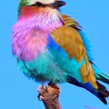 Sunlit_Rain-Liliac_breasted_roller_1762696747212492801_.mp4