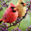 angry_birds.jpg