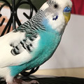 bird.jpg