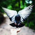 bird_1.jpg