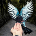 bird_3.jpg