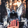 bird_5.jpg