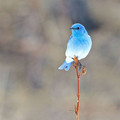 bird_6.jpg