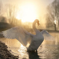 bird_7.jpg