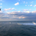 bird_and_ocean.jpg
