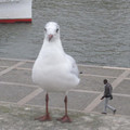 bird_illusion.jpg