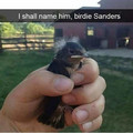 birdie sanders.jpg