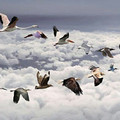 birds_2.jpg