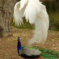 birds_3.jpg