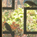 birds_4.jpg