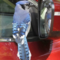 blue jay l1.jpg