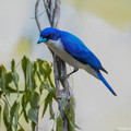 blue vanga.jpg