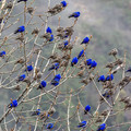 blue_and_grey_grandala_birds.jpg
