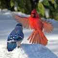 cardinal and bluejay.jpg
