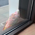 different-countries-pigeons-17-6543c79572050_700_1_.jpg