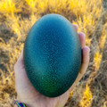 emu_egg.jpg