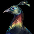 endangered-photo-portraits-birds-tim-flach-1-14-5fae3a6d08897_700.jpg