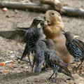 funny-beaver-birds.jpg