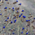grandala birds.jpeg