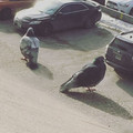 huge_bird_illusion.jpg