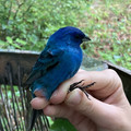 indigo_bunting.jpg