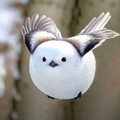 japanese snow fairy (shima enaga).jpg