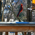 jumping cardinal.jpg