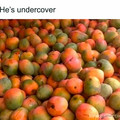 mango bird.jpg