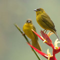 olive-green_tanager.jpg