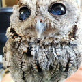 owl.jpg