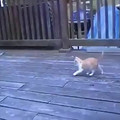 peacock.mp4