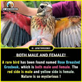 rose breasted grosbeak.jpg