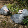 shoebill bird.jpeg